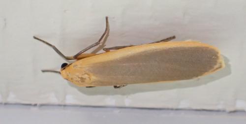 Réf. 243 416 : Eilema depressa